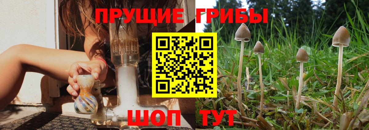 Псилоцибиновые грибы Psilocybe Красный Сулин